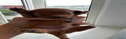 Barboncino Toy cani in vendita: Splendida cucciolata barboncini red - Annuncio 4