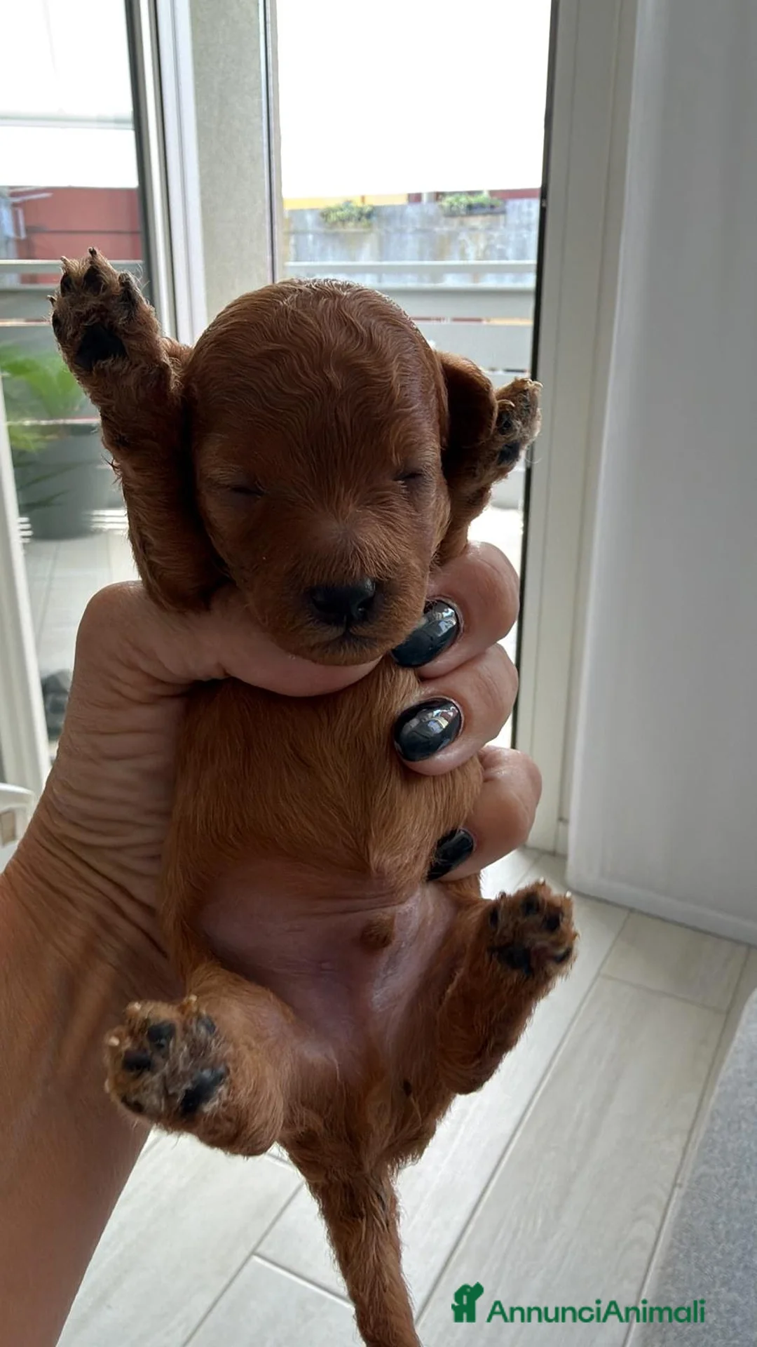 Barboncino Toy cani in vendita: Splendida cucciolata barboncini red - Annuncio 4