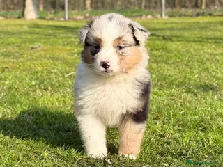 Australian Shepherd cani Cuccioli Australian Shepherd / Pastore Australiano - Annuncio 1