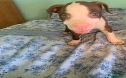 Pitbull cani in vendita: CUCCIOLI DI PITBULL a Provincia di Viterbo - Immagine 28