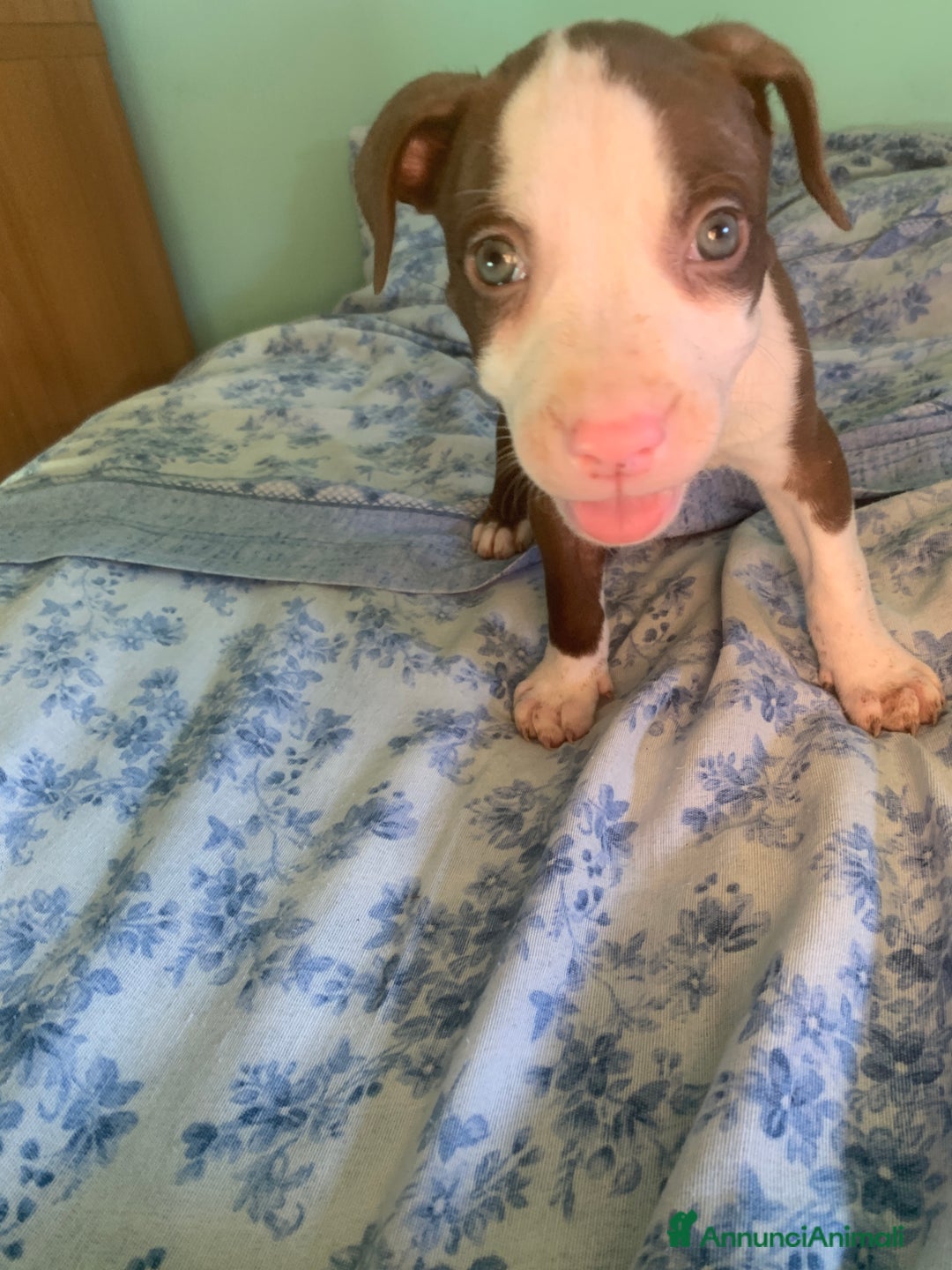 Pitbull cani in vendita: CUCCIOLI DI PITBULL a Provincia di Viterbo - Immagine 28
