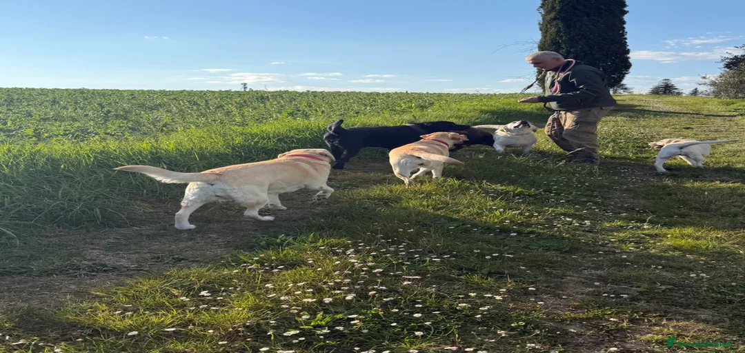 Immagine della galleria {{count}}