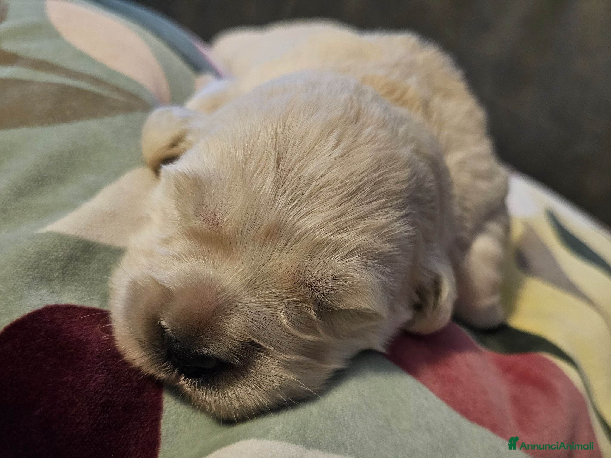 Golden Retriever cani Cucciole Golden Retriever  - Annuncio 2