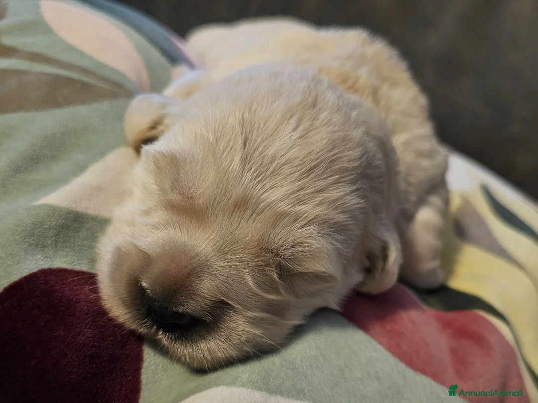 Golden Retriever cani in vendita: Cucciole Golden Retriever  - Annuncio 2