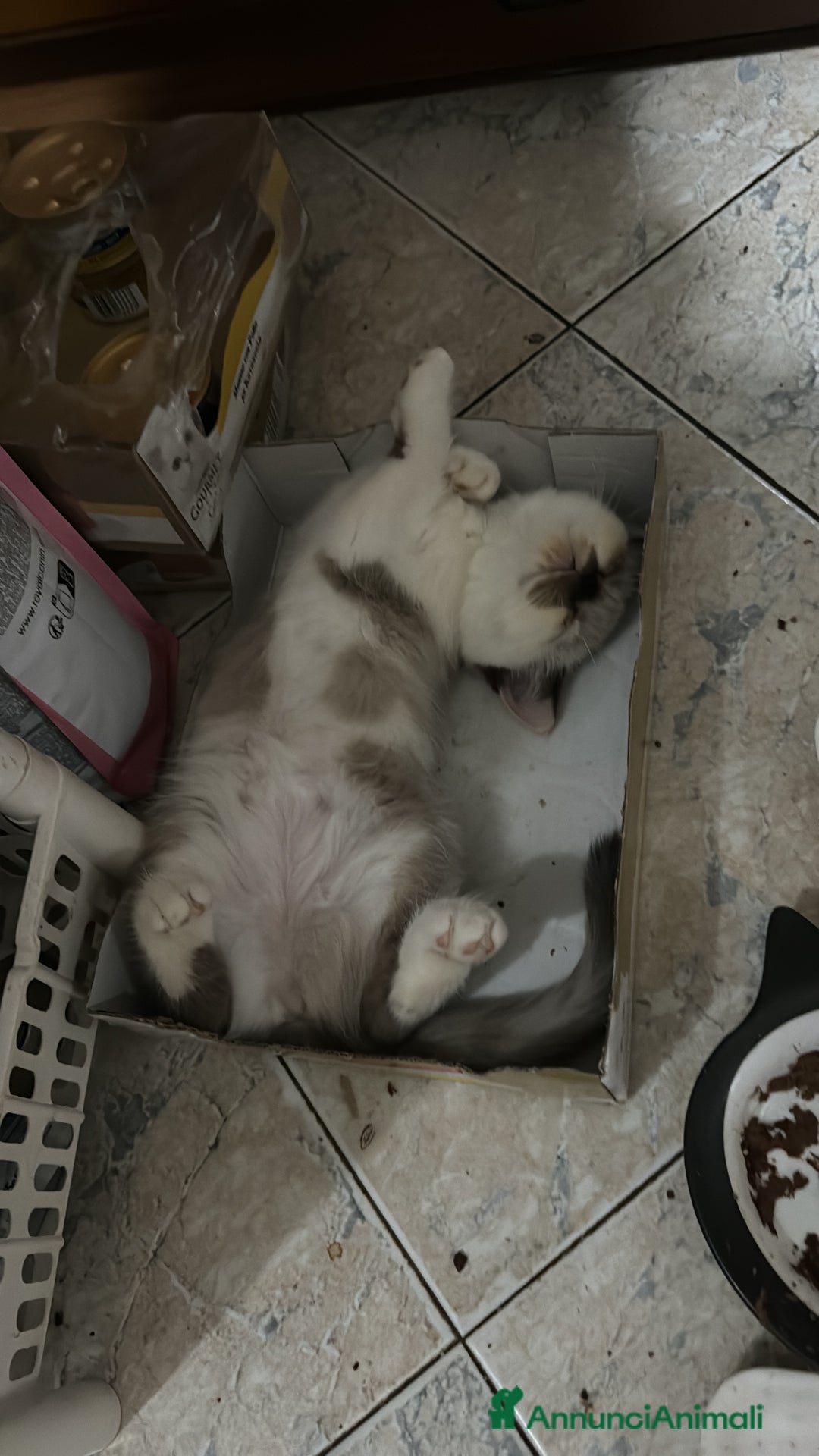 Exotic Shorthair gatti in vendita: Cuccioli gatti exotic shorthair a Provincia di Parma - Immagine 2