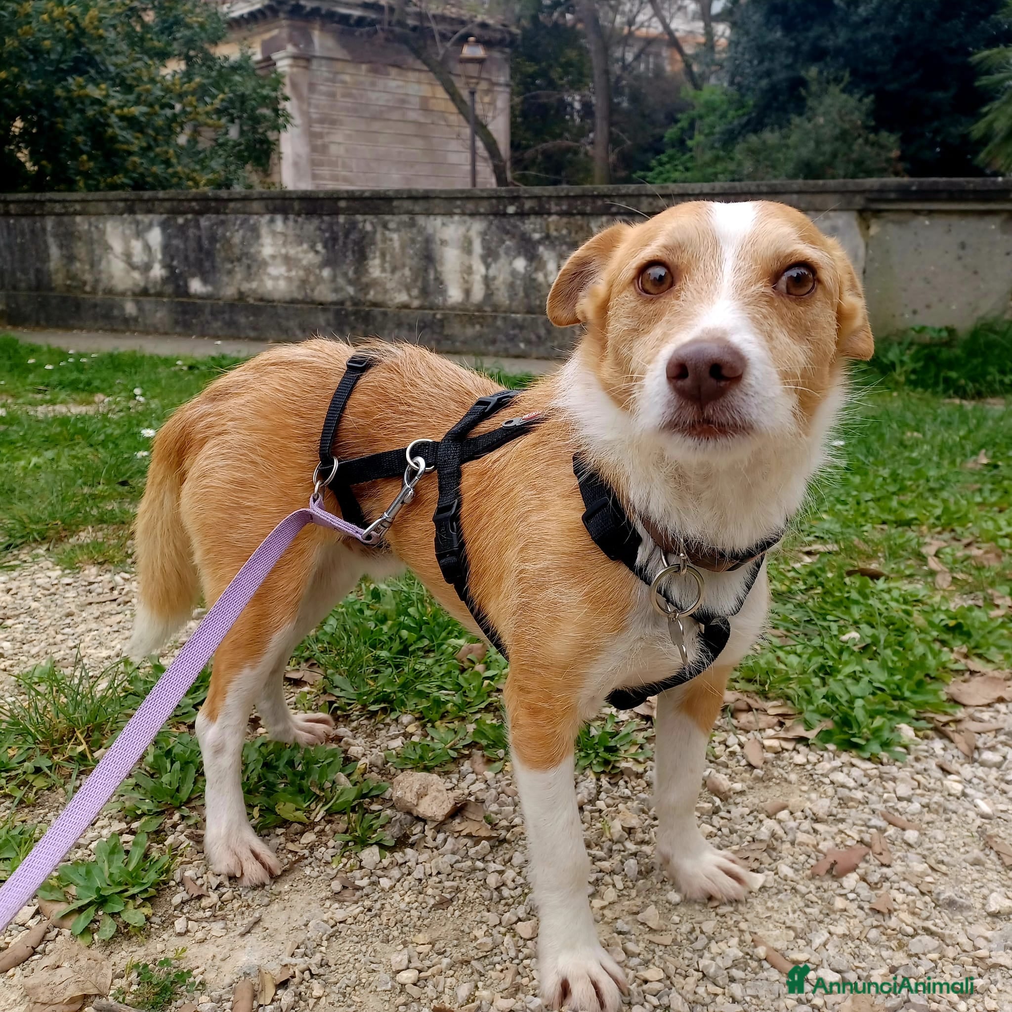 Meticcio cani CLIP UN CANE VERAMENTE SFORTUNATO, IN ADOZIONE - Annuncio 3