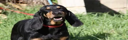 Meticcio cani in regalo: Bea dolcissima segugetta 5 anni in adozione  - Annuncio 5