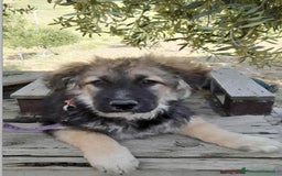 Altre razze cani in regalo: LUNA    - Immagine 3