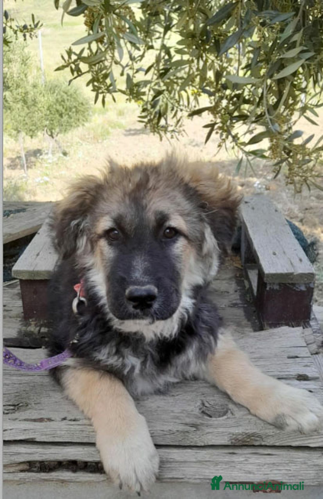 Altre razze cani in regalo: LUNA    - Immagine 3