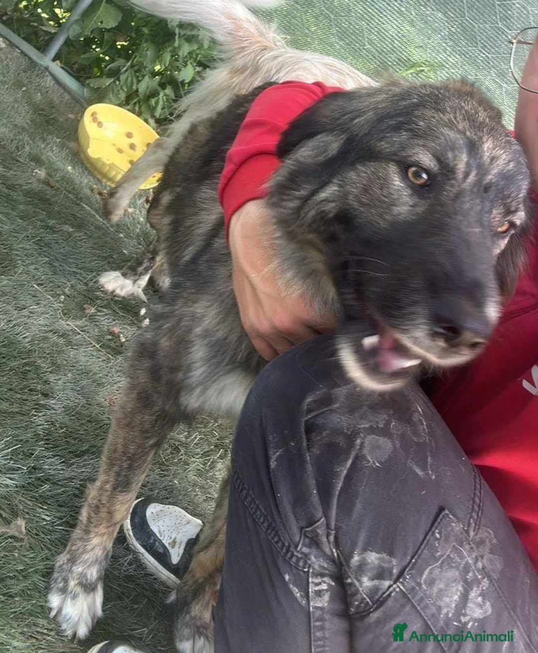 Meticcio cani in regalo: MIA 🩷 UNA FORZA DELLA NATURA CERCA CASA a Provincia di Pesaro e Urbino - Annuncio 8