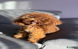 Barboncino Toy cani per accoppiamento: Barboncino Toy per accoppiamento  - Annuncio 2