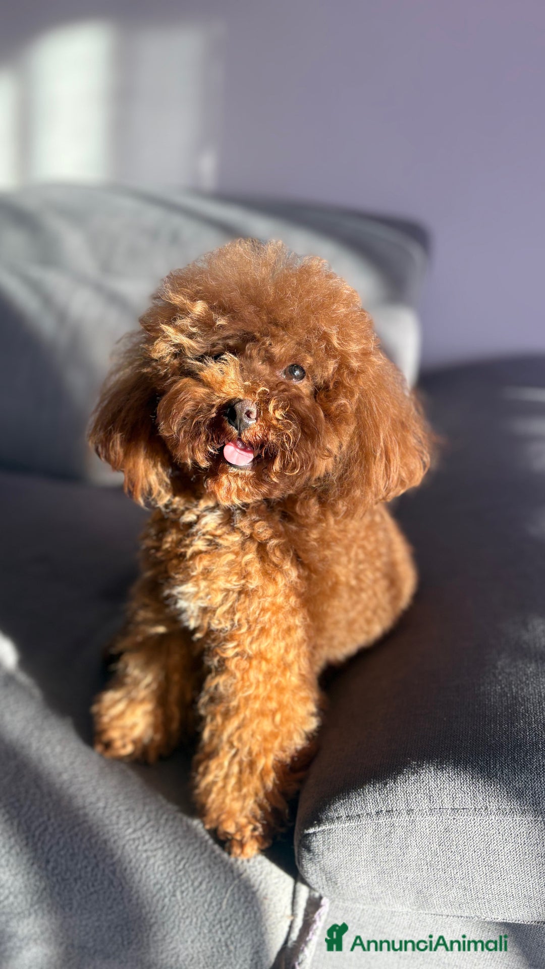 Barboncino Toy cani per accoppiamento: Barboncino Toy per accoppiamento  - Annuncio 2