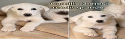 Meticcio cani in regalo: CUCCIOLI SOLI ED ESCLUSI! - Annuncio 4