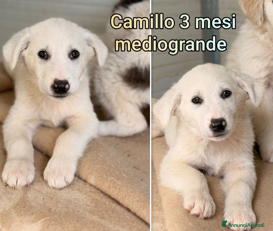 Meticcio cani in regalo: CUCCIOLI SOLI ED ESCLUSI! - Annuncio 4