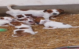 Jack Russell cani in vendita: cuccioli ROI Jack Russell Terrier - Immagine 3