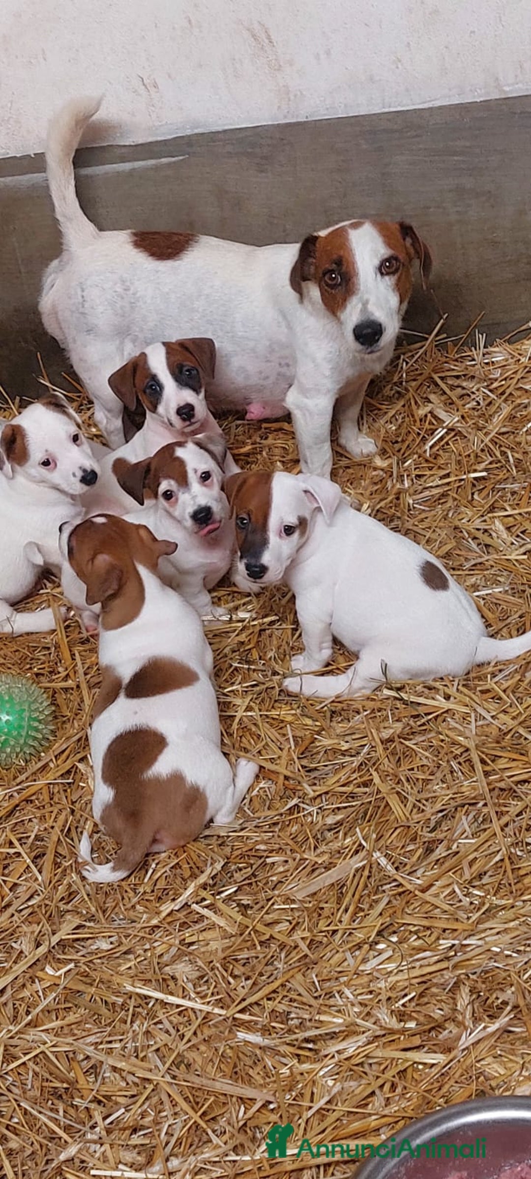 Jack Russell cani in vendita: cuccioli ROI Jack Russell Terrier - Immagine 3