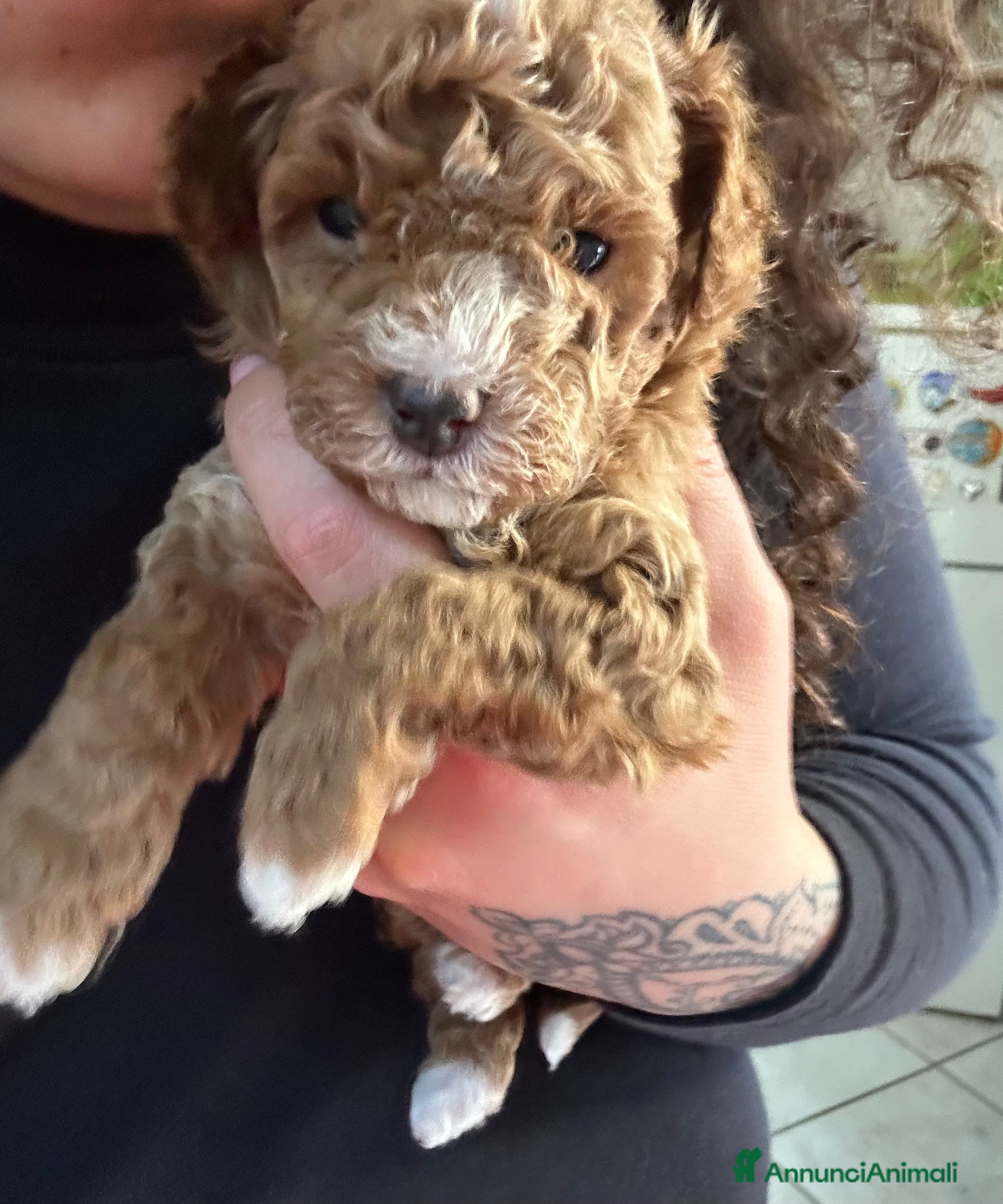 Barboncino Toy cani Barboncini Toy  - Annuncio 1