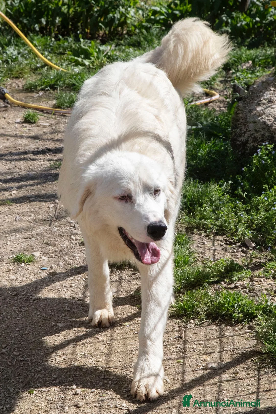 Meticcio cani in regalo: ADOTTA IL DOLCISSIMO OSLO a Provincia di Verona - Annuncio 6