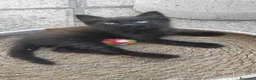 Meticcio gatti in regalo: Gattina nera cerca casa a Provincia dell'Aquila - Annuncio 5