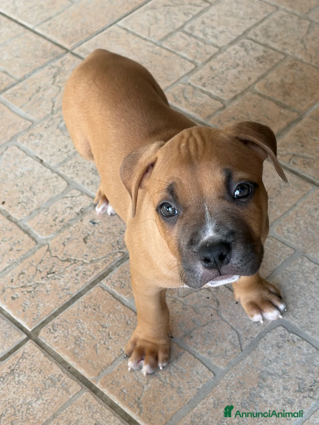Pitbull cani in vendita: Cucciolo American Pitbull Terrier con Pedigree UKC - Annuncio 4