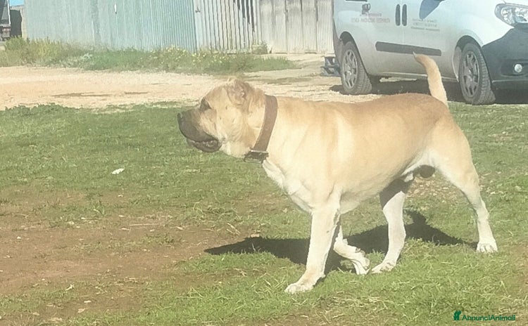 Cane Corso cani - Annuncio 1