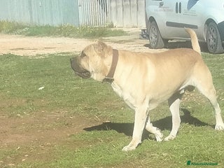 Cane Corso cani Cuccioli di cane corso - Annuncio 14