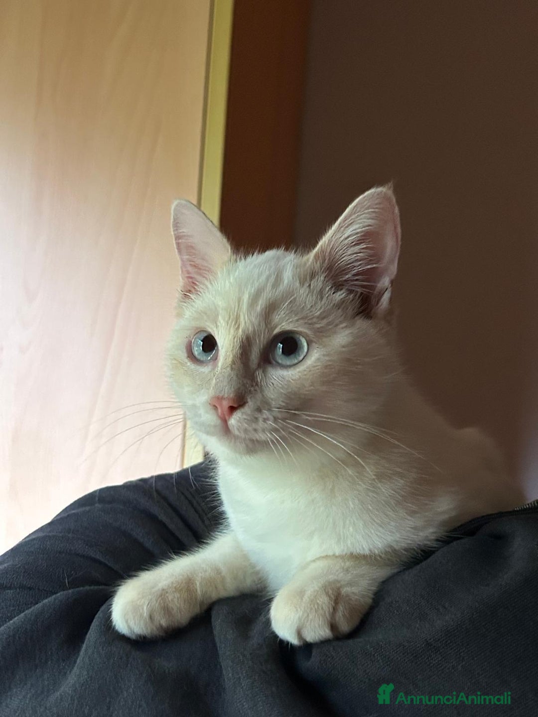 Europeo gatti in regalo: AURA CERCA CASA ❤️ - Annuncio 4