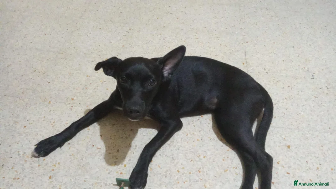 Meticcio cani in regalo: ADOZIONE URGENTE PER CUCCIOLA LUNA DI 6 MESI. - Annuncio 2