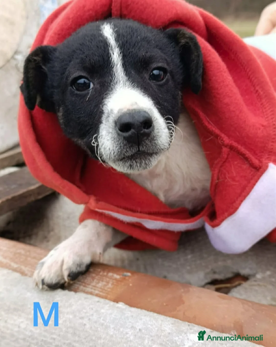 Meticcio cani in regalo: LEO e TEO, dolci cuccioli nanetti! TG PICCOLA - Annuncio 8