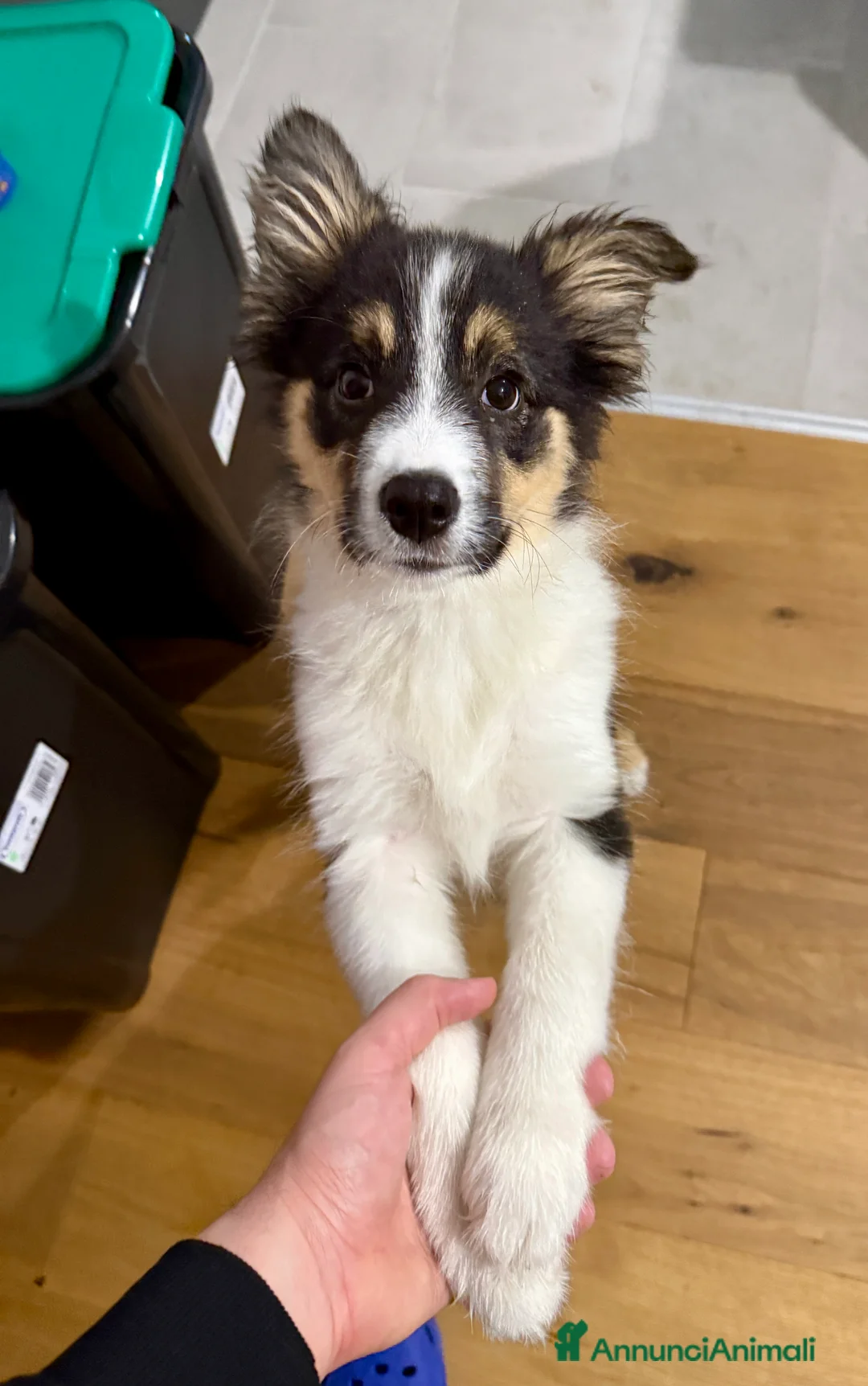 Bearded Collie cani in vendita: Boarder Collie  - Annuncio 4