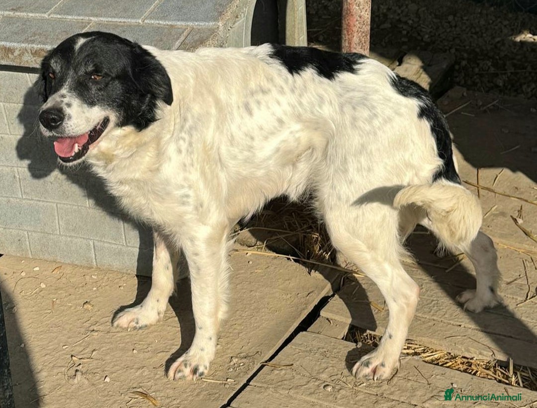 Meticcio cani in regalo: Tessa 2 anni Taglia media  - Annuncio 2