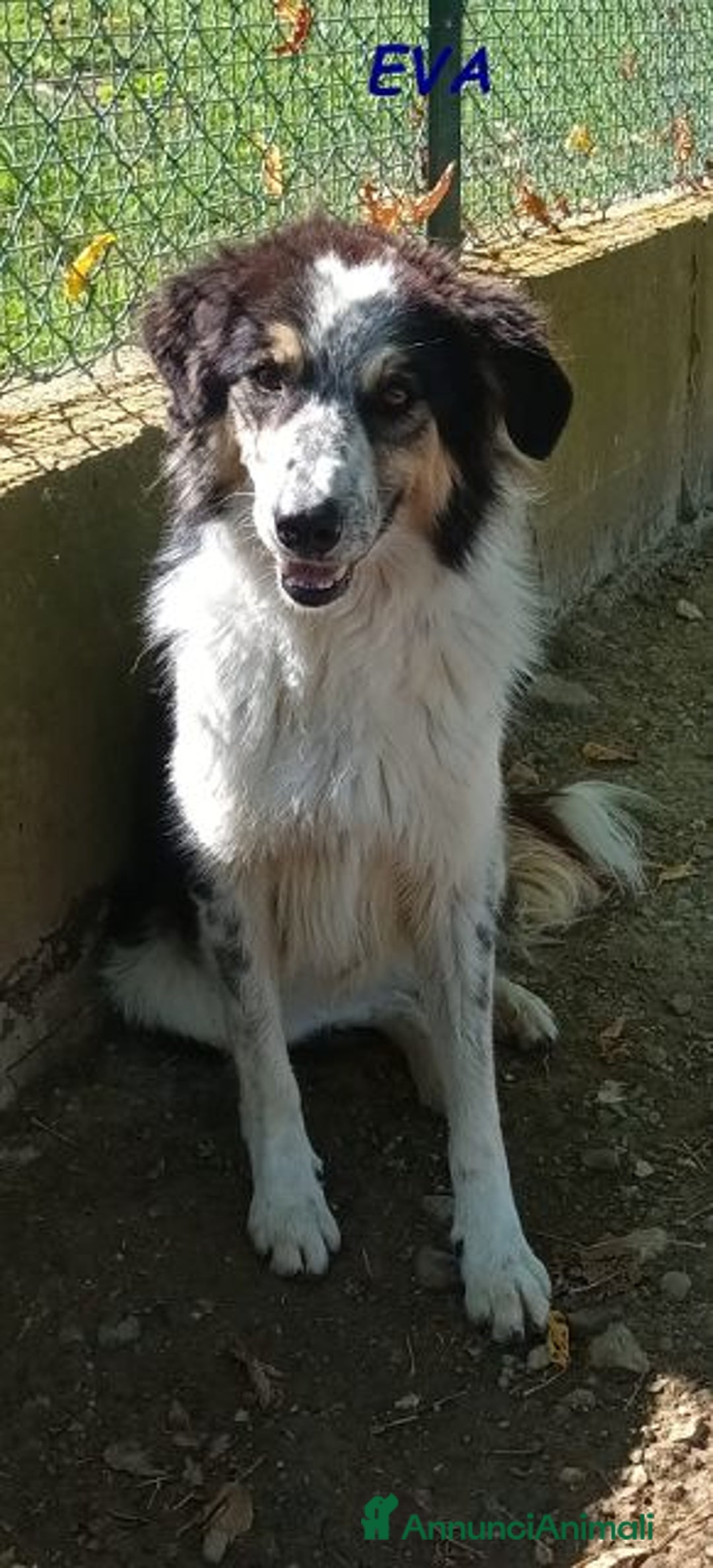 Meticcio cani in regalo: EVA 4anni timida pastorina - Immagine 4