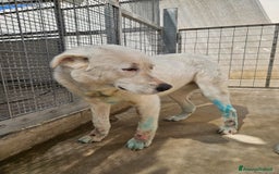 Meticcio cani in regalo: Consuelo: adozione del cuore o stallo  a Città Metropolitana di Genova - Immagine 15