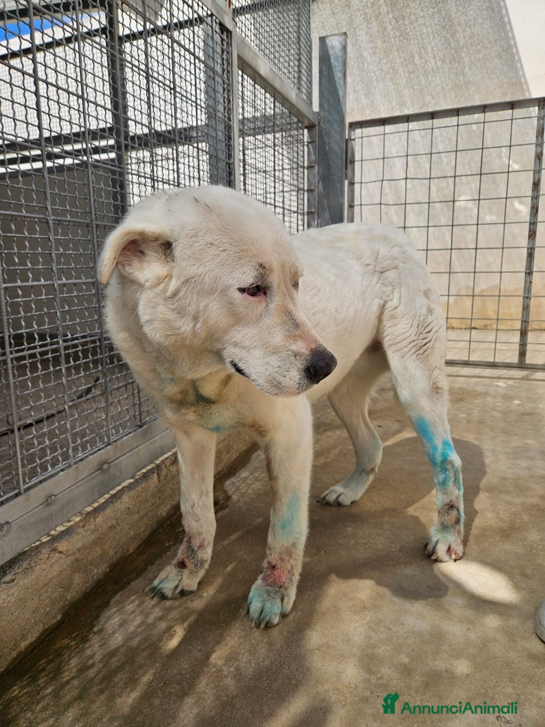 Meticcio cani in regalo: Consuelo: adozione del cuore o stallo  a Città Metropolitana di Genova - Annuncio 15