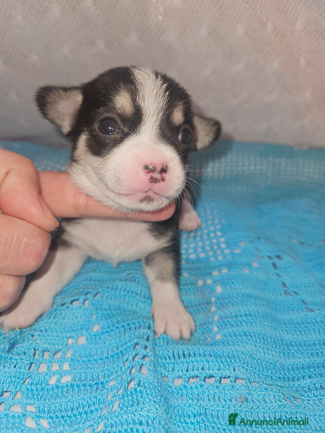 Chihuahua cani in vendita: Chihuahua nano - Annuncio 7