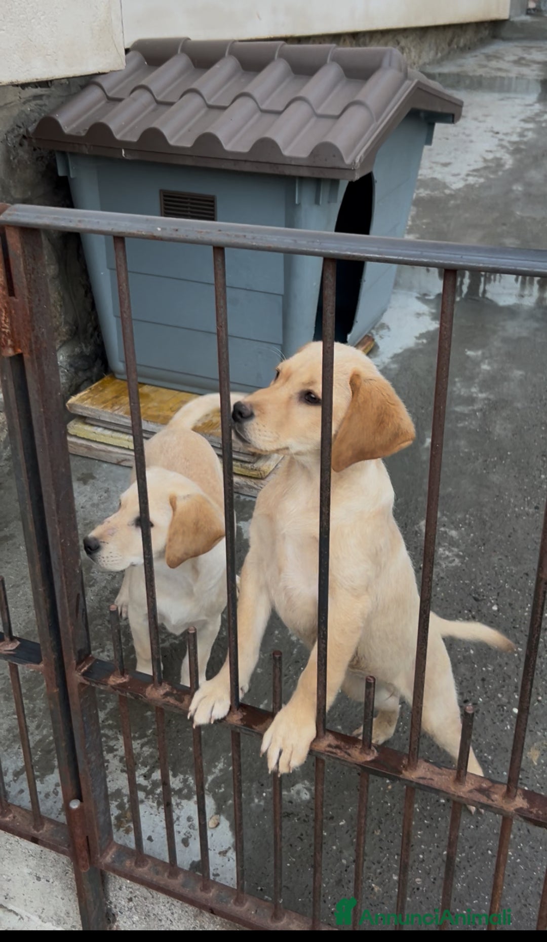 Labrador cani in vendita: Ultimo cucciolo di Labrador  - Annuncio 4