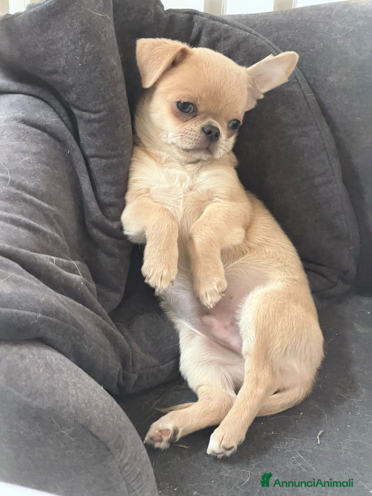 Chihuahua cani cucciolo di chihuahua pelo corto - Annuncio 7
