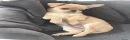 Chihuahua cani in vendita: cucciolo di chihuahua pelo corto - Annuncio 1