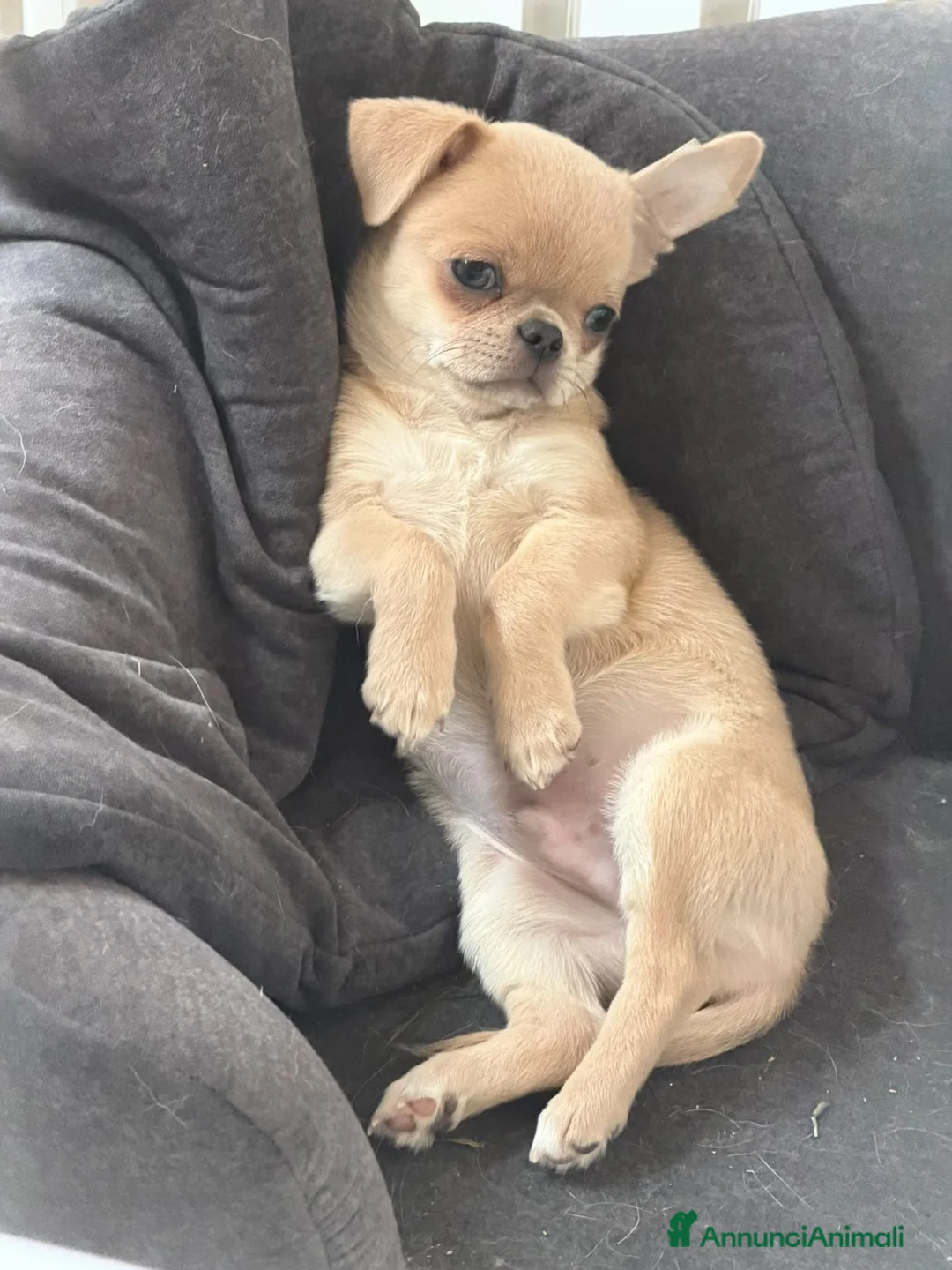 Chihuahua cani in vendita: cucciolo di chihuahua pelo corto - Annuncio 1