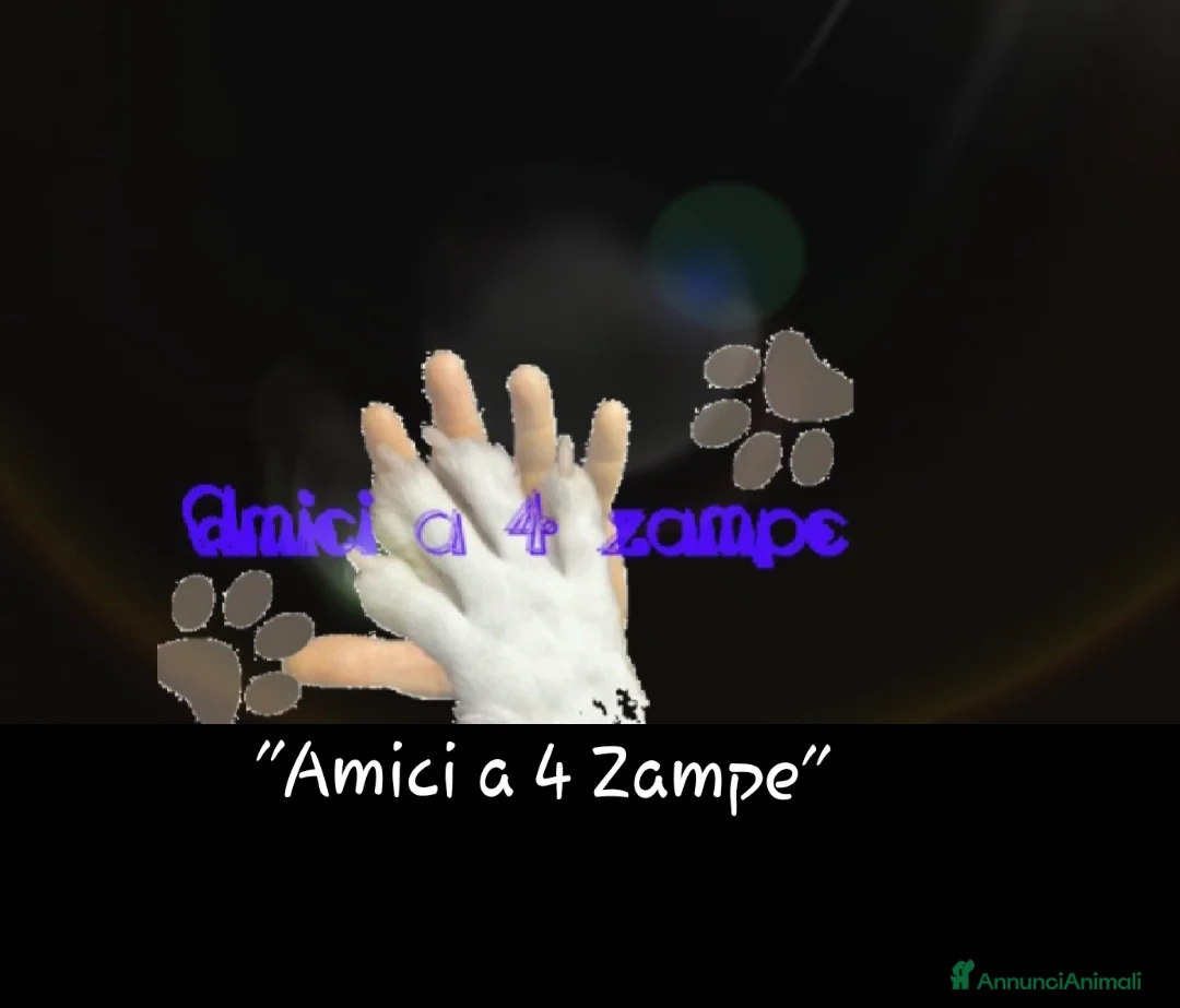 Chihuahua cani in vendita: CHIHUAHUA stupenda cucciolina  - Annuncio 2