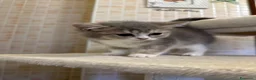 British gatti in vendita: Cuccioli british shorthair - Annuncio 15