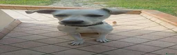 Meticcio cani in regalo: gandalf - Annuncio 4