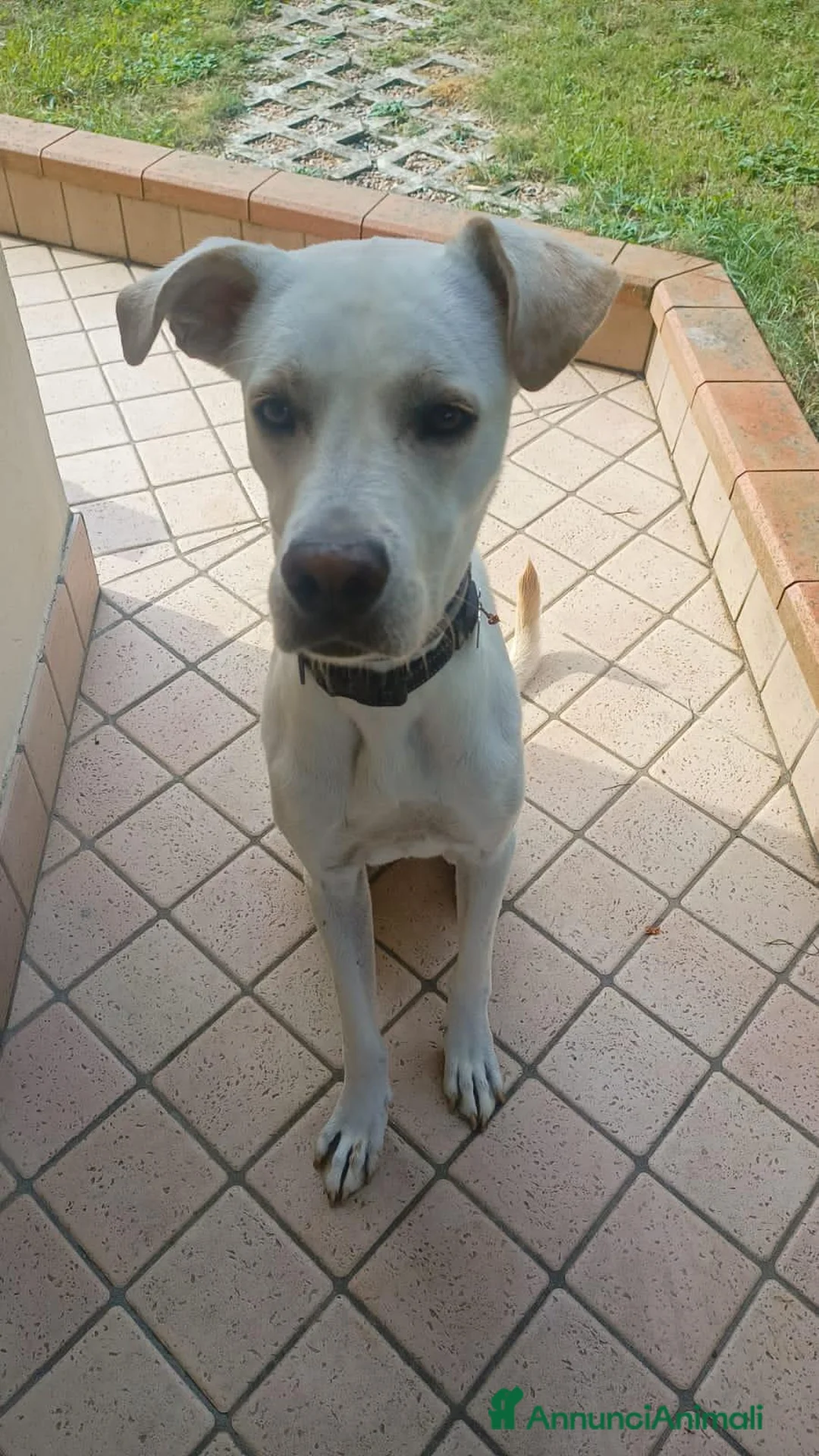 Meticcio cani in regalo: gandalf - Annuncio 4