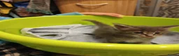 Maine Coon gatti in vendita: Cuccioli Maine coon  - Annuncio 10
