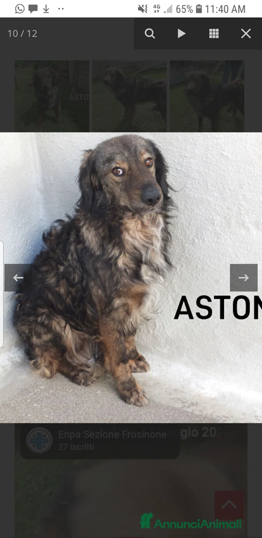 Meticcio cani in regalo: ASTON, 5 anni, un po’ Bernese a Provincia di Treviso - Annuncio 2