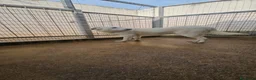 Meticcio cani in regalo: Chiara: giovane, socievole ed equilibrata - Annuncio 20