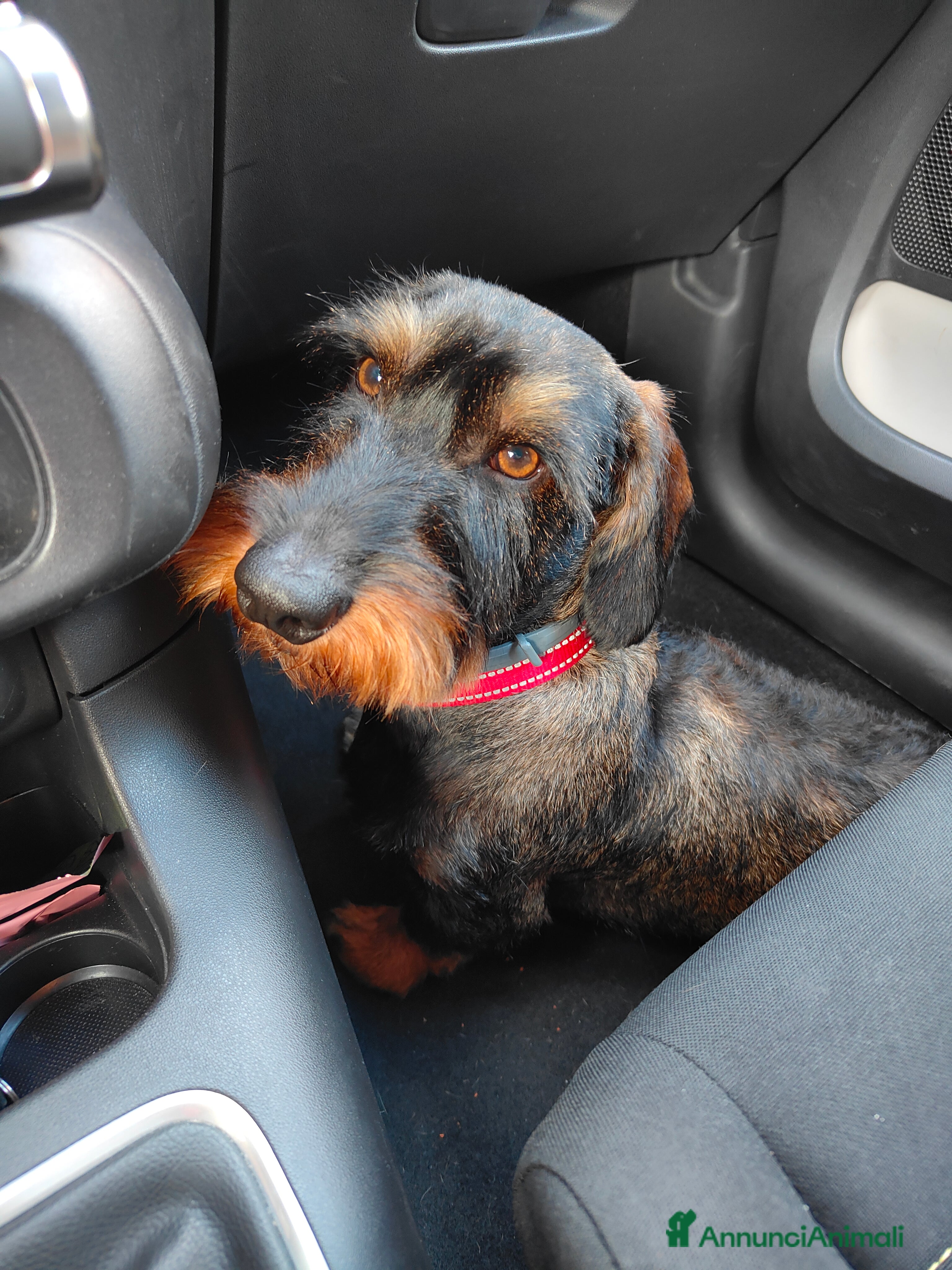 Bassotto cani Bassotto a pelo ruvido per accoppiamento  - Annuncio 2