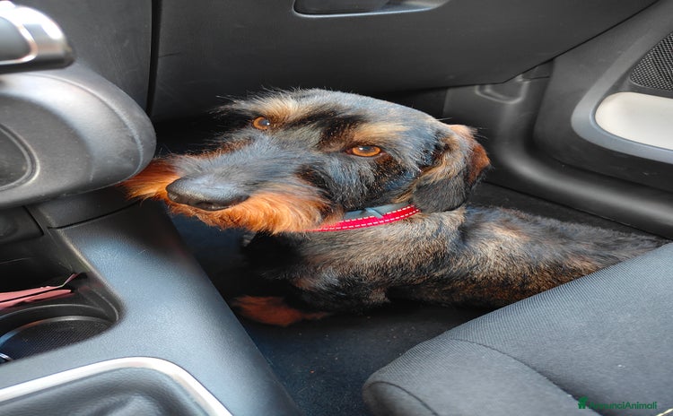 Bassotto cani Bassotto a pelo ruvido per accoppiamento  - Annuncio 2