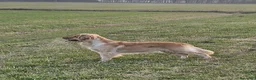 Golden Retriever cani in vendita: cuccioli golden retriver a Provincia di Reggio Emilia - Annuncio 2