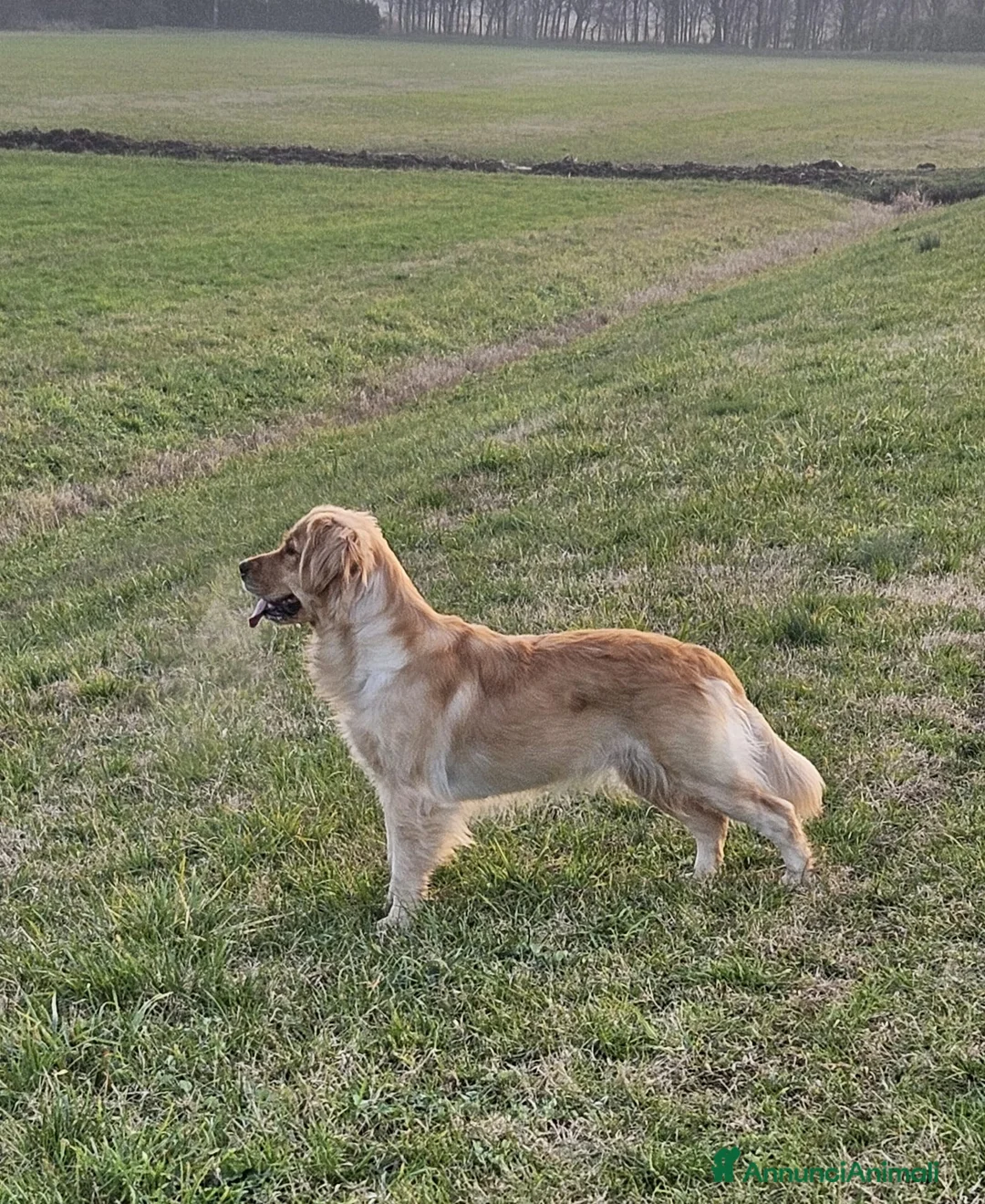 Golden Retriever cani in vendita: cuccioli golden retriver a Provincia di Reggio Emilia - Annuncio 2